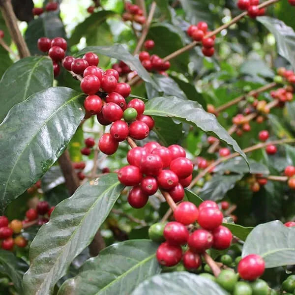 Kenya Kirinyaga | medium dark