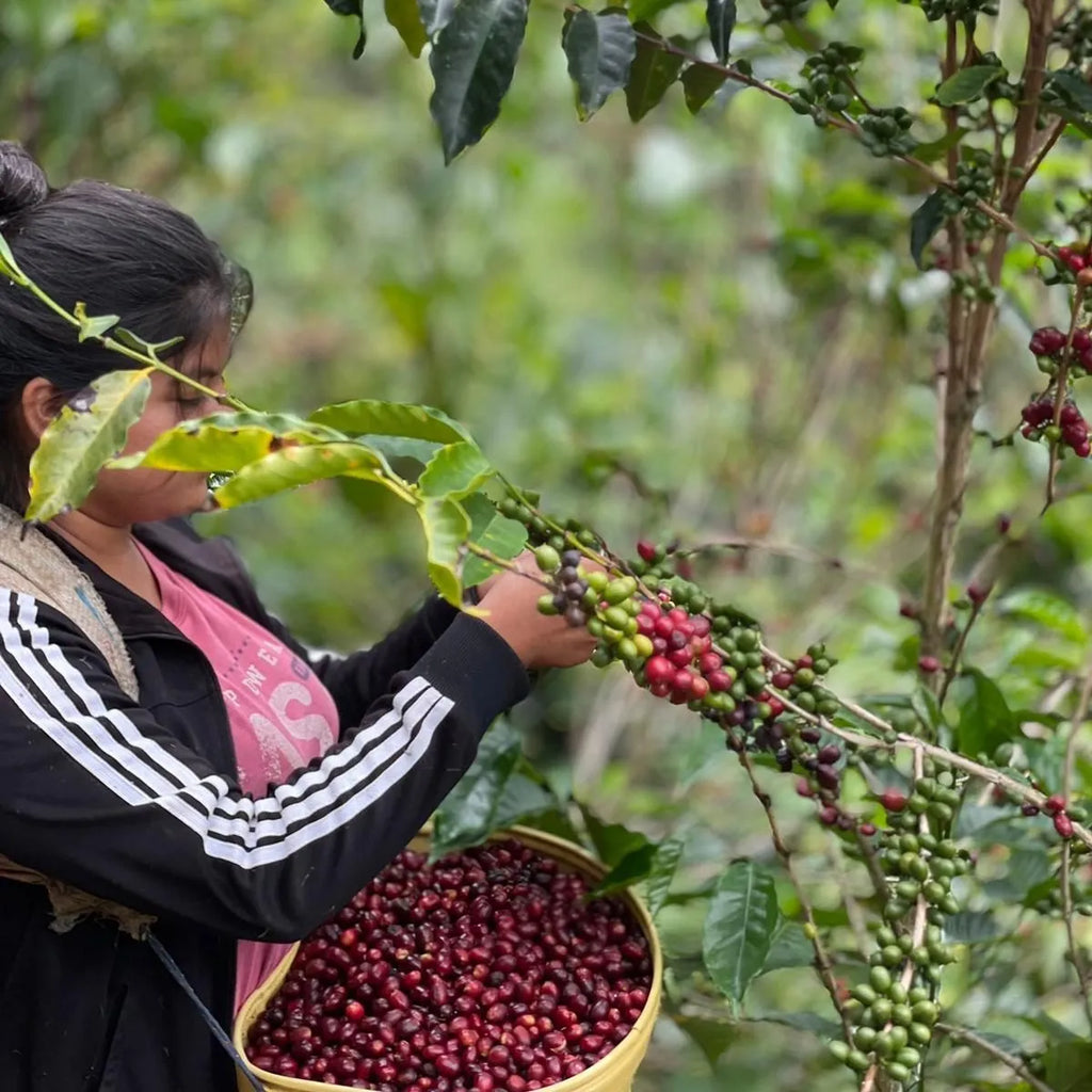 Peru, Lonya Grande | medium