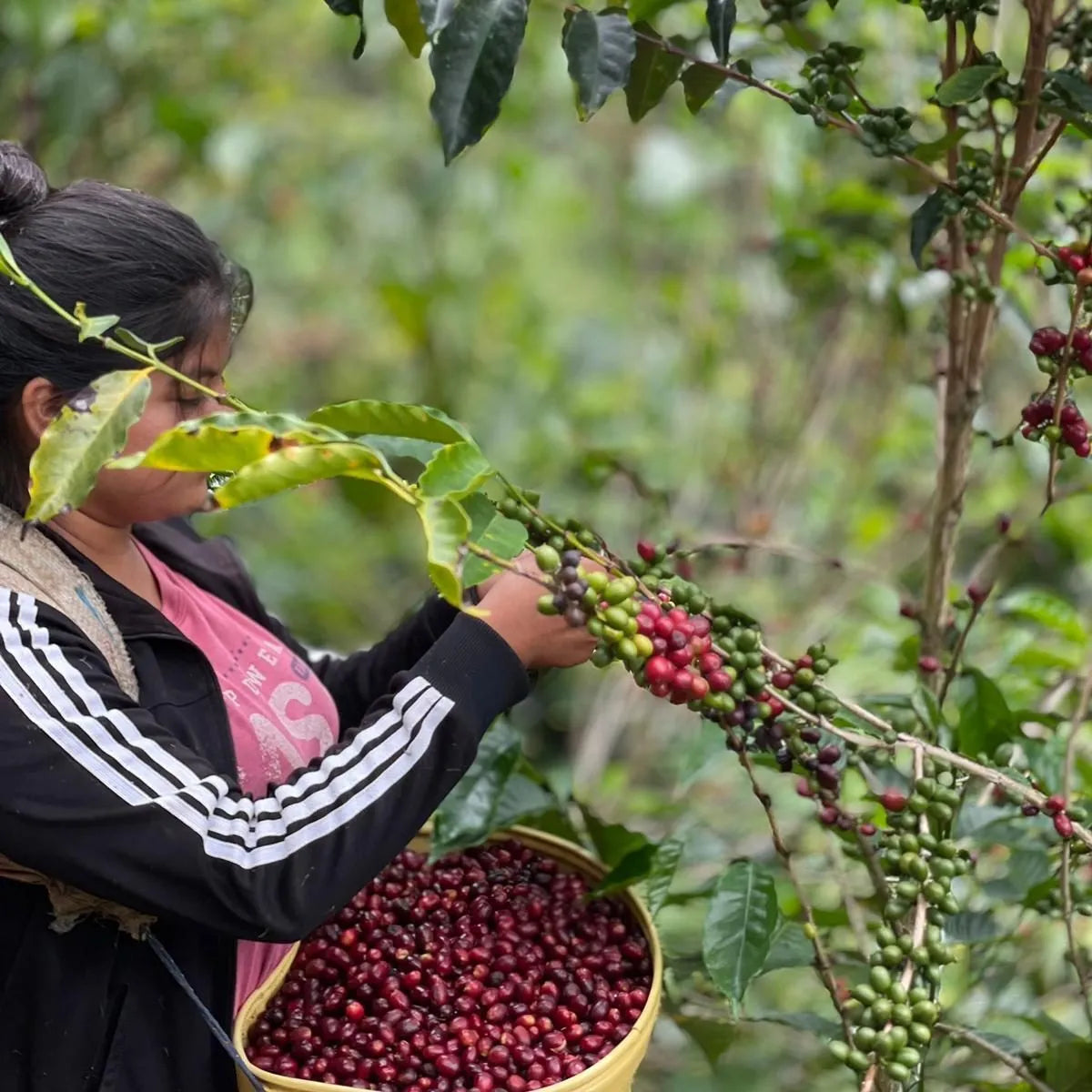 Peru, Lonya Grande | medium