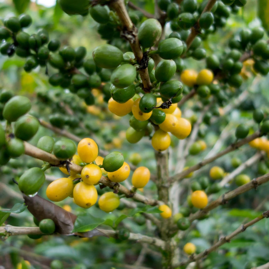 Peru, Lonya Grande | medium