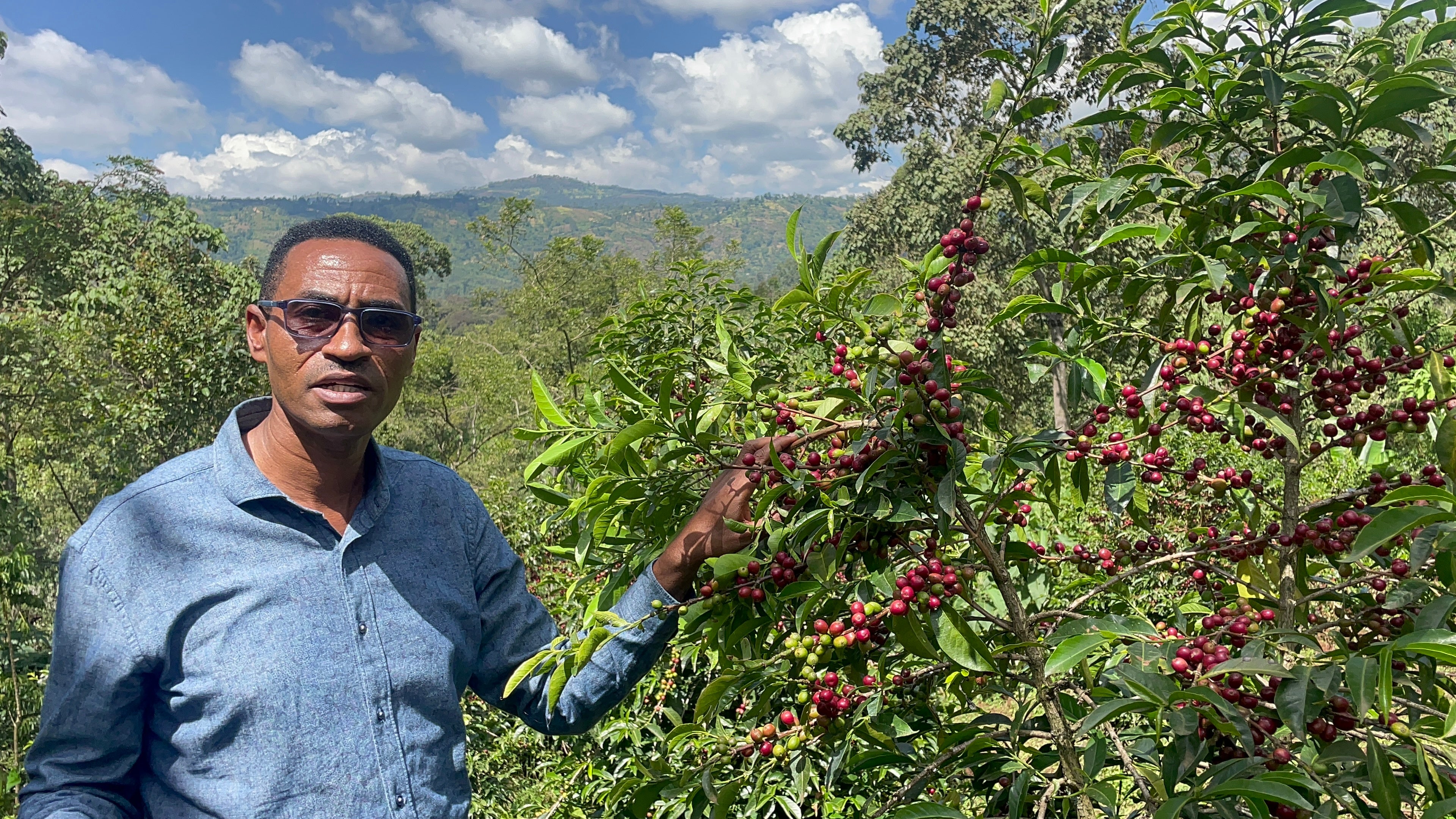 FESTARIKAHVI - Ethiopia Sidama