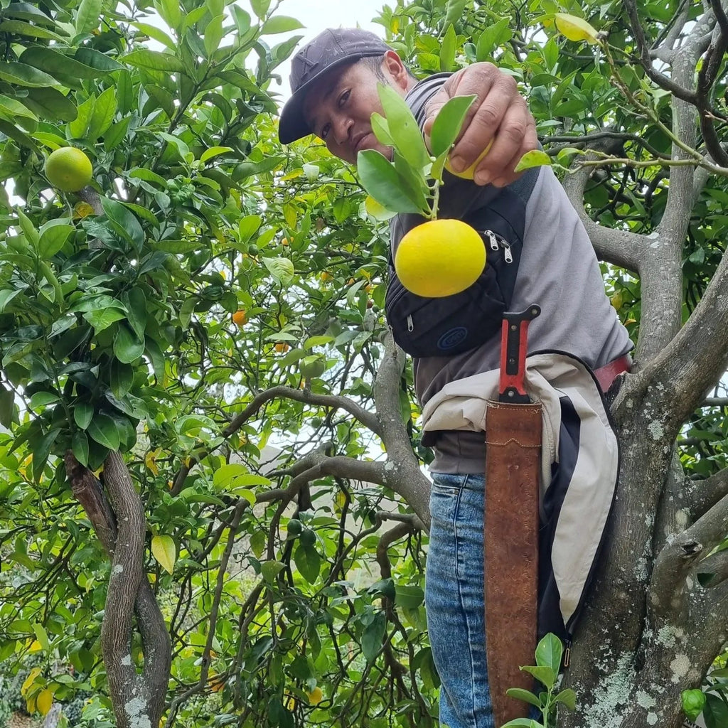 Colombia, Nariño | light